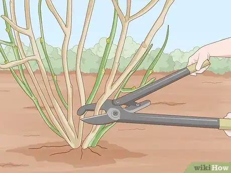 Image titled Prune Blackcurrants Step 5