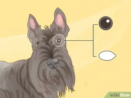 Image titled Identify a Scottish Terrier Step 4