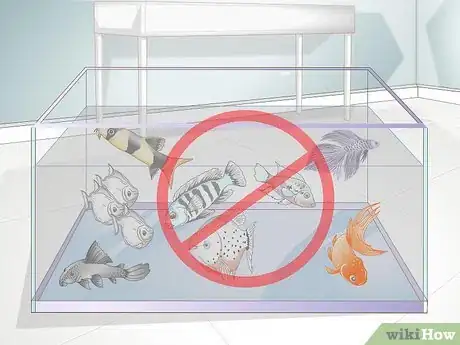 Image titled Take Care of Freshwater Fish Step 4