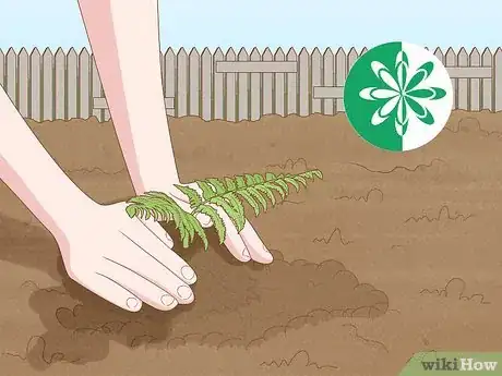 Image titled Plant a Fern Step 2