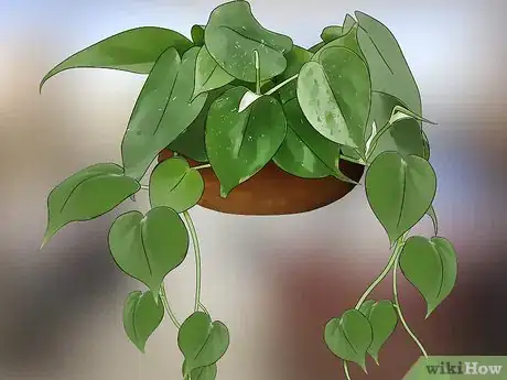Image titled Choose Low‐Maintenance Houseplants Step 10