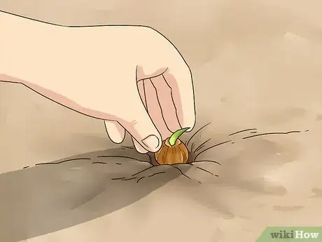 Image titled Make a Bulb Garden Step 18