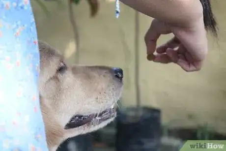 Image titled Lead Train a Dog or Puppy Step 4