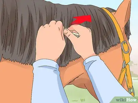 Image titled Pull a Horse's Mane Step 10
