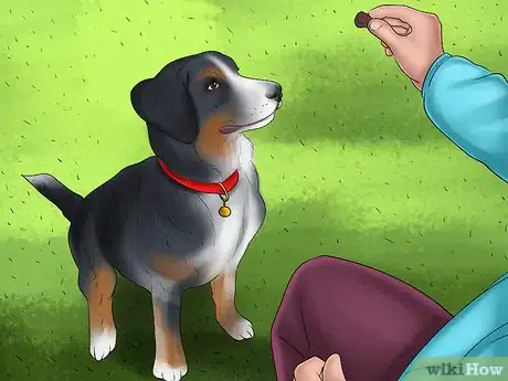 Image titled Keep an Older Dog Mentally Active Step 7