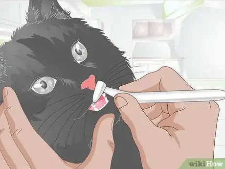 Image titled Stop Teeth Grinding in Cats Step 2