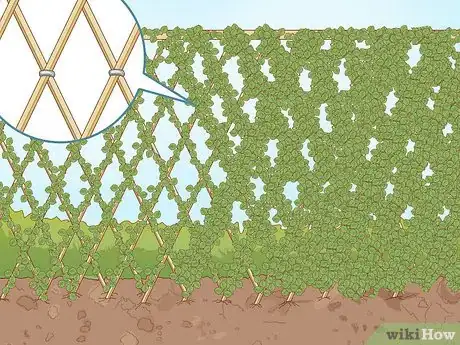 Image titled Build a Living Fence Step 5