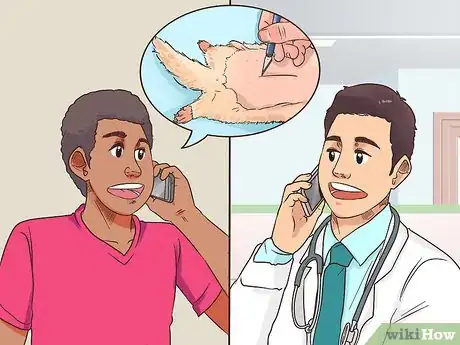 Image titled Get Your Ferret Spayed or Neutered Step 4