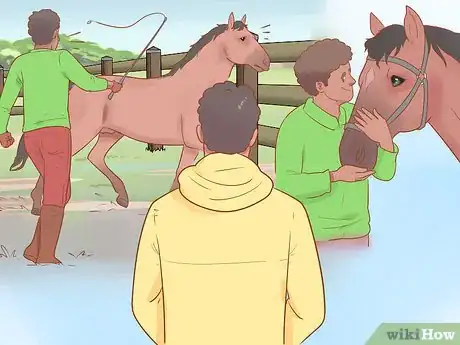 Image titled Handle and Control a Stallion Step 15