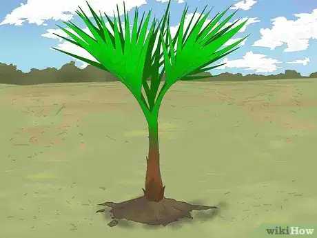 Image titled Grow a Washingtonia Robusta Step 9