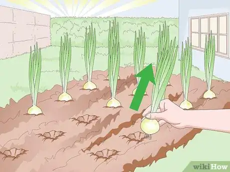 Image titled Grow Sweet Onions Step 11
