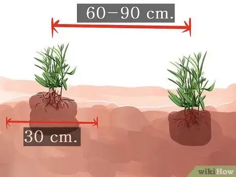 Image titled Grow Tarragon Step 6