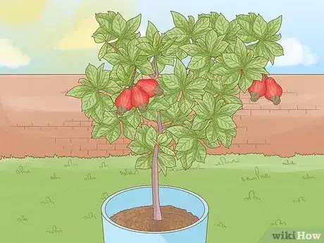Image titled Grow a Cashew Nut in a Pot Step 6