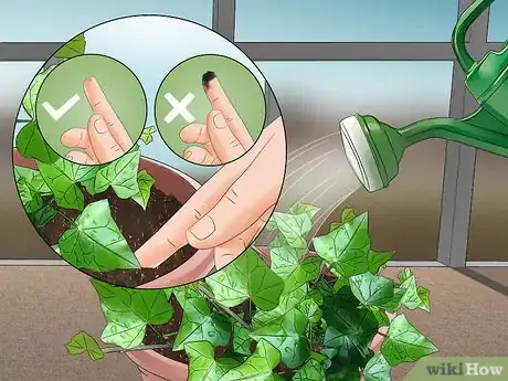 Image titled Grow English Ivy Indoors Step 6