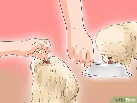 Image titled Diangose Juvenile Renal Dysplasia in Shih Tzus Step 8