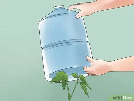 Image titled Grow Bell Peppers Step 18