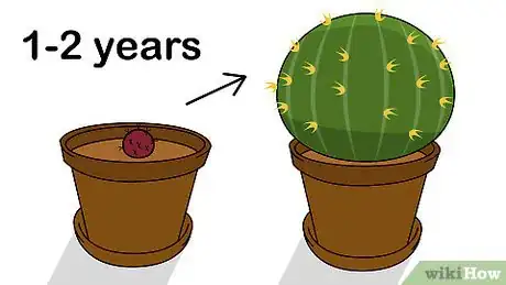 Image titled Grow Golden Barrel Cactus Step 7