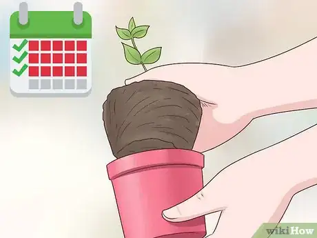 Image titled Plant Vinca Minor Step 11