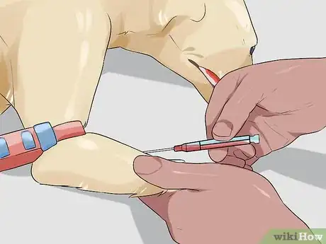 Image titled Diagnose Cognitive Dysfunction in Senior Dogs Step 10