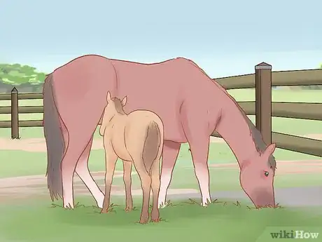 Image titled Handle and Control a Stallion Step 17