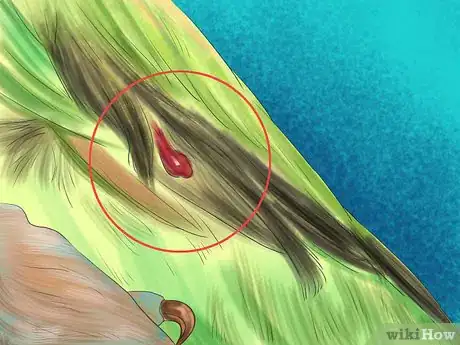 Image titled Care for a Pacific Parrotlet Step 14