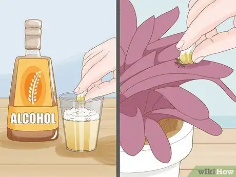 Image titled Control Scale Insects on Indoor Plants Step 2