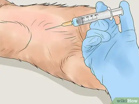 Image titled Diagnose and Treat Chylothorax in Cats Step 9