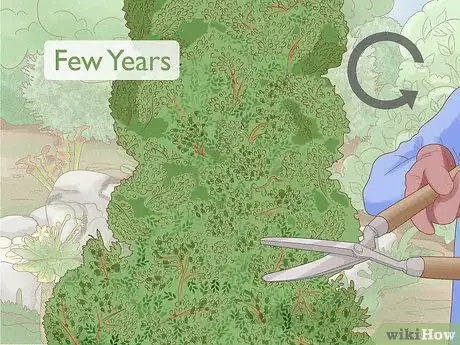 Image titled Grow a Topiary Step 14