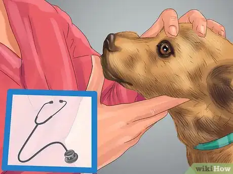 Image titled Diagnose the Cause of Dry Nose in Dogs Step 8