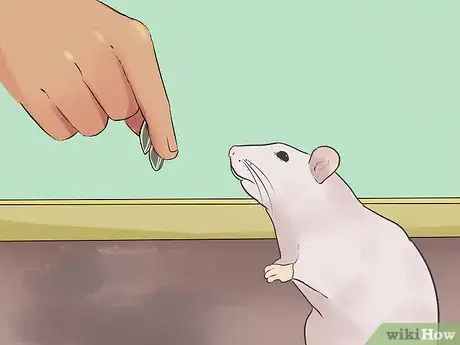 Image titled Train Your Rat to Do Tricks Step 9