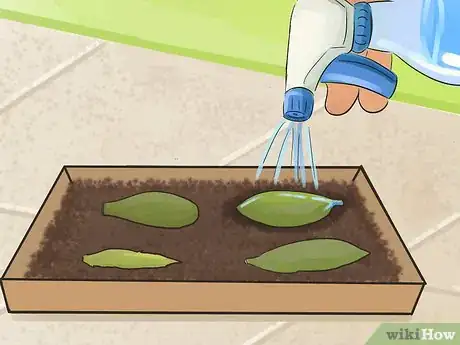 Image titled Propagate Succulents (Without Rooting Hormone) Step 5