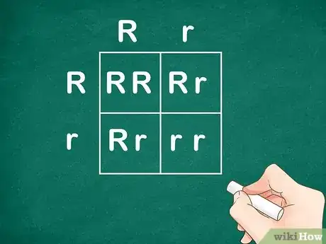 Image titled Determine Genotype Step 4