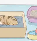 Tell if a Cat is Pregnant