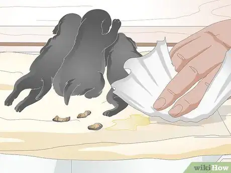 Image titled Keep Orphaned Newborn Puppies Clean Step 6