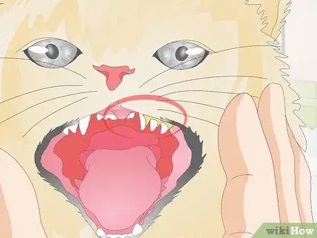 Image titled Prevent Feline Dental Disease Step 10