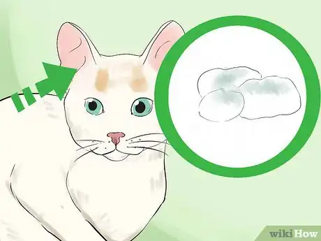 Image titled Take Care of a Japanese Bobtail Step 23