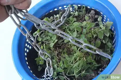 Image titled Use a Colander As a Planter Step 12
