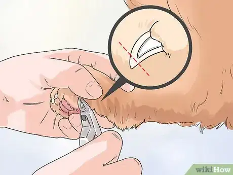 Image titled Groom a Silky Terrier Step 6