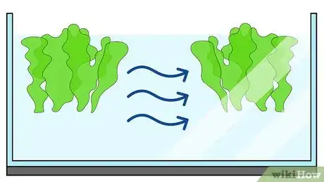 Image titled Grow Ulva Algae Step 3