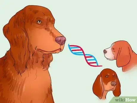Image titled Identify an Irish Setter Step 6