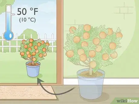 Image titled Grow Mandarin Trees Step 18