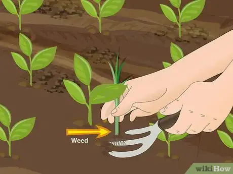 Image titled Plant Your First Garden Step 15