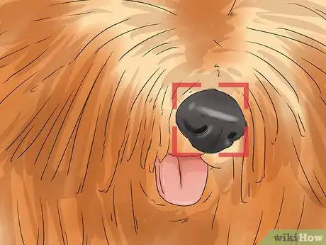 Image titled Identify a Puli Step 4