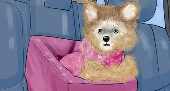 Take Care of Teacup Puppies