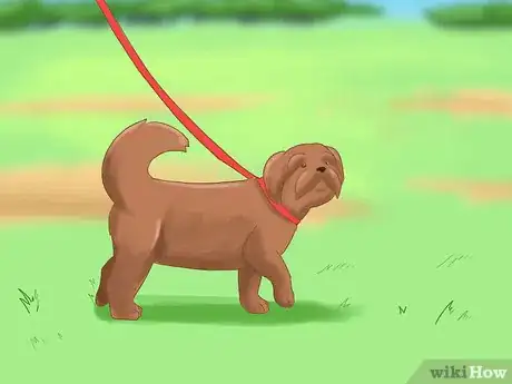 Image titled Take Care of a Shih Tzu Step 7