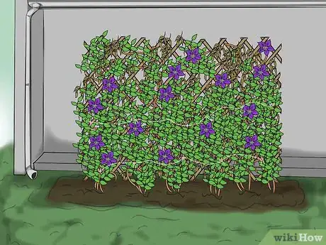 Image titled Prevent Clematis Wilt Step 7