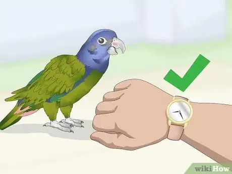 Image titled Teach a Pionus Parrot to Speak Step 3