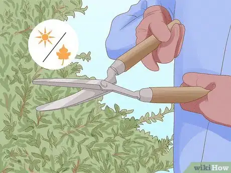 Image titled Grow a Topiary Step 12