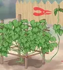 Grow a Choko Vine
