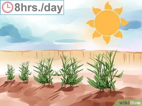 Image titled Grow Tarragon Step 4